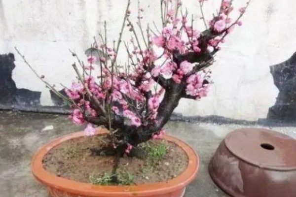 为什么梅花不能在家养,家里光照不足
