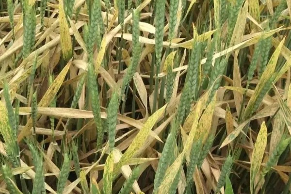 小麦条绣病的发生条件,与越夏和越冬积累的菌源密不可分