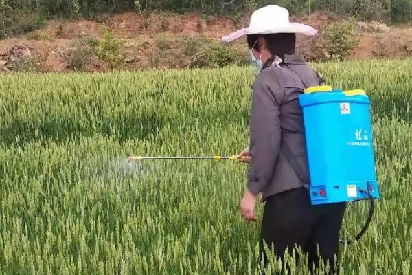 小麦条绣病的发生条件,与越夏和越冬积累的菌源密不可分