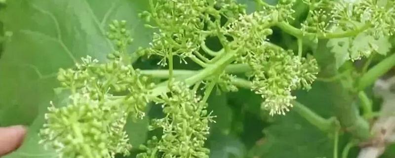 葡萄开花期怎么管理，适宜相对湿度为56%
