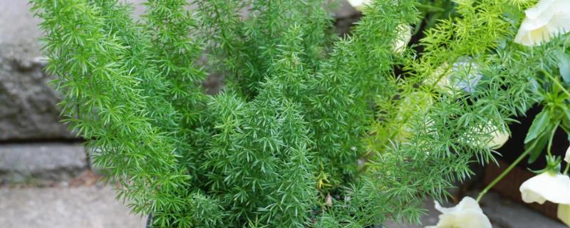 天门冬的养殖方法，适宜生长的温度在20℃左右