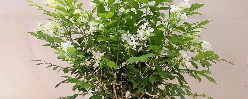 九里香长得太细怎么处理，每天接受8小时左右的光照