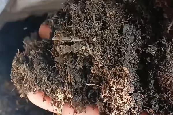 天门冬的养殖方法，适宜生长的温度在20℃左右