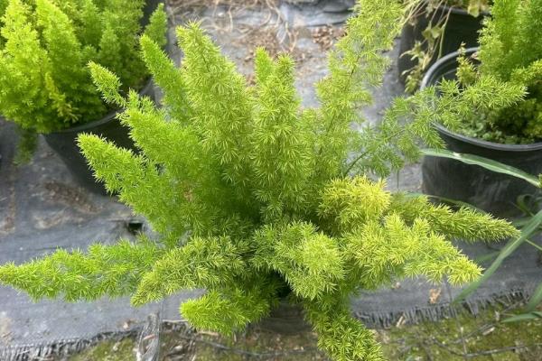 天门冬的养殖方法，适宜生长的温度在20℃左右