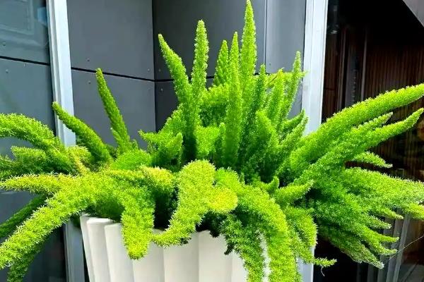 天门冬的养殖方法，适宜生长的温度在20℃左右