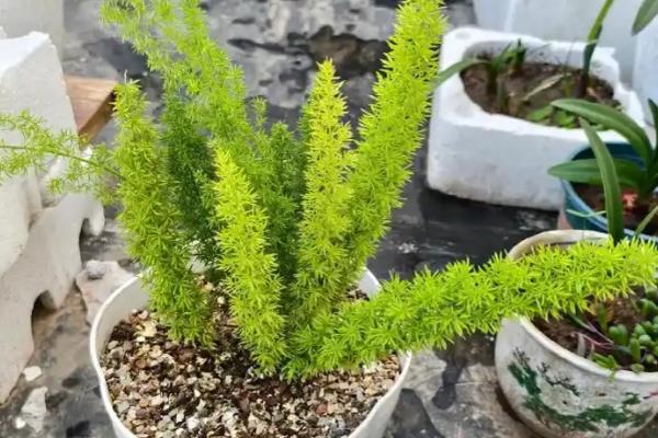 天门冬的养殖方法，适宜生长的温度在20℃左右