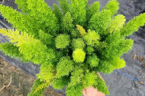 天门冬的养殖方法，适宜生长的温度在20℃左右