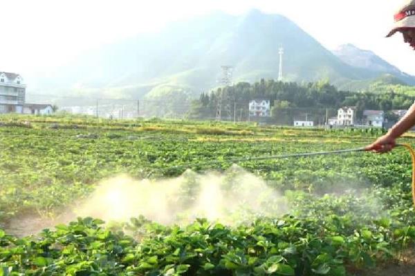 使用赤霉素要注意什么,与农药混用可以相互增效