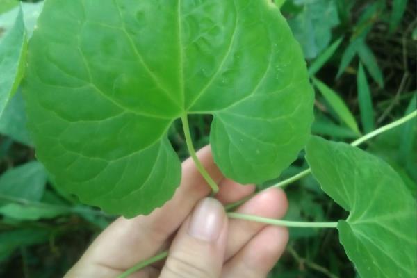 红参叶子可以吃吗,红参叶子能吃