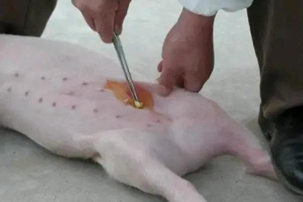 为什么要进行骟猪，可以方便管理还能防治怀孕