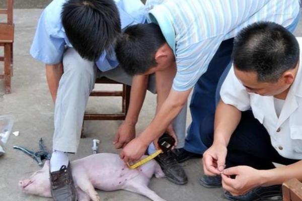 为什么要进行骟猪，可以方便管理还能防治怀孕