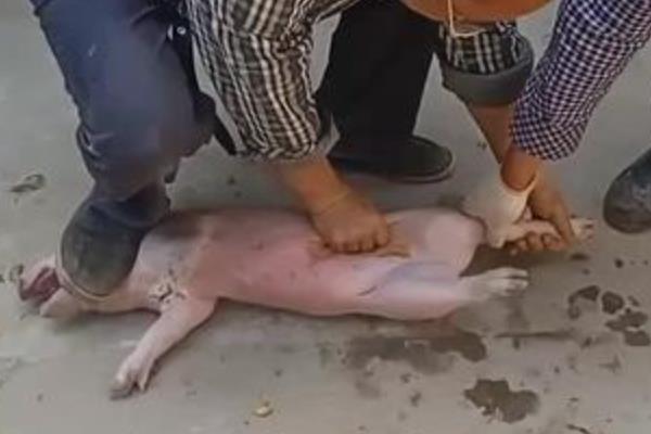 为什么要进行骟猪，可以方便管理还能防治怀孕