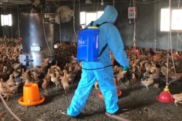 怎么让鸡多产蛋，在饲料中添加黄豆粉可有效提高产蛋率