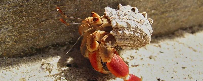 寄居蟹的存活时间，在良好的环境中可存活20-30年