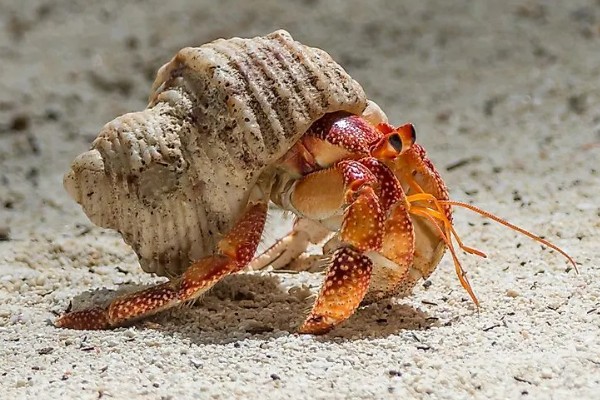 寄居蟹的存活时间，在良好的环境中可存活20-30年