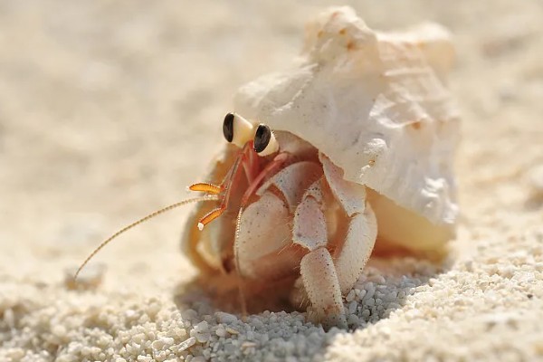 寄居蟹的存活时间，在良好的环境中可存活20-30年