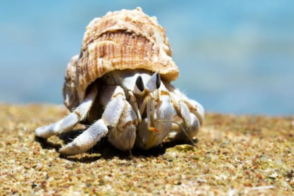 寄居蟹的存活时间，在良好的环境中可存活20-30年