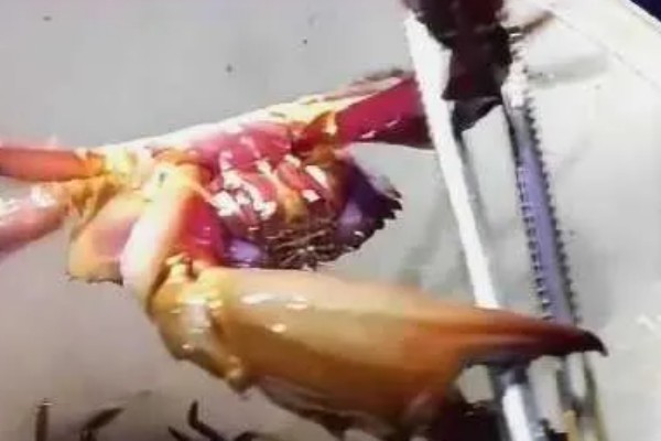 寄居蟹的存活时间，在良好的环境中可存活20-30年