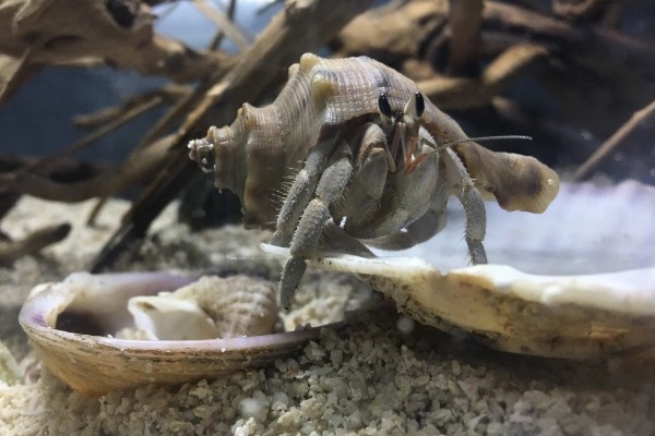 寄居蟹的存活时间，在良好的环境中可存活20-30年