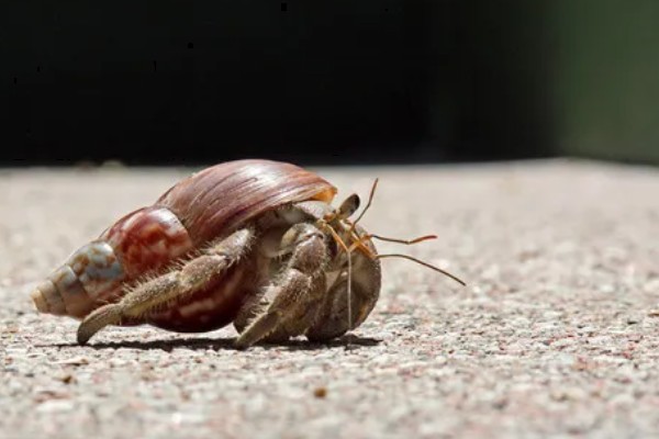 寄居蟹的存活时间，在良好的环境中可存活20-30年
