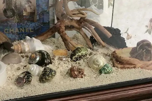 寄居蟹的存活时间，在良好的环境中可存活20-30年