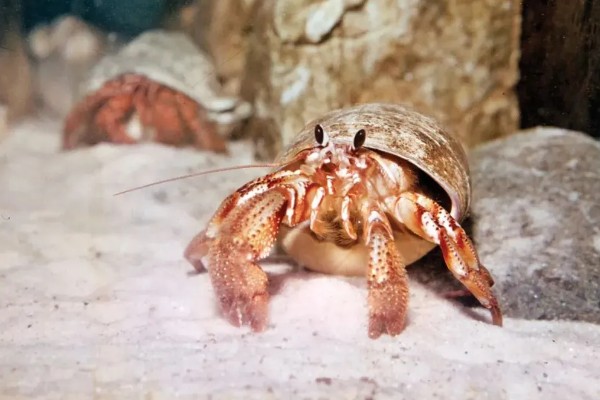 寄居蟹的存活时间，在良好的环境中可存活20-30年