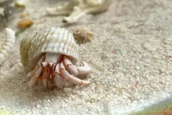 寄居蟹的存活时间，在良好的环境中可存活20-30年