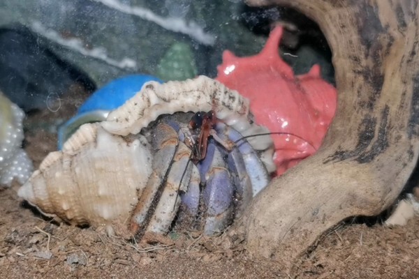 寄居蟹的存活时间，在良好的环境中可存活20-30年