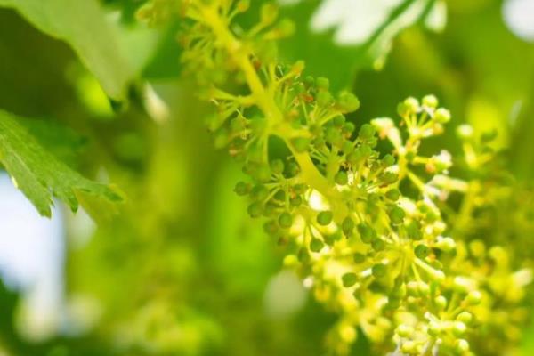葡萄开花期怎么管理，适宜相对湿度为56%