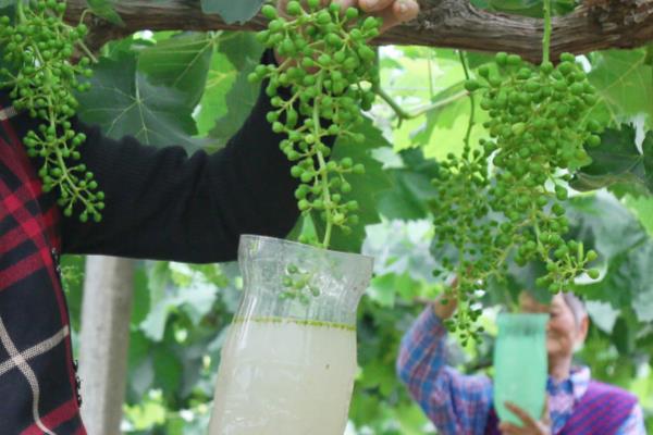 葡萄开花期怎么管理，适宜相对湿度为56%