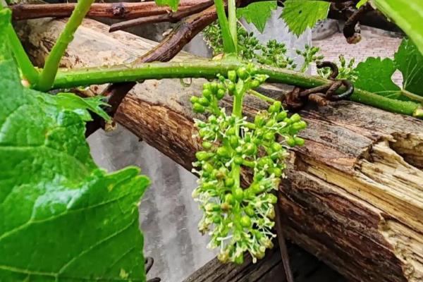葡萄开花期怎么管理，适宜相对湿度为56%