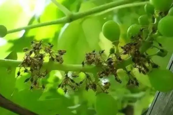 葡萄开花期怎么管理，适宜相对湿度为56%