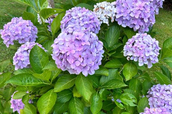 绣球花不适合养在室内的原因,室内缺少光照而且不通风