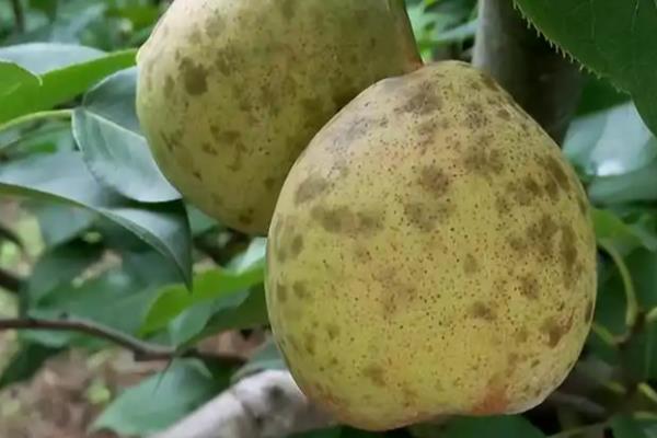 怎么使用苯醚甲环唑,根据防治对象决定喷施浓度