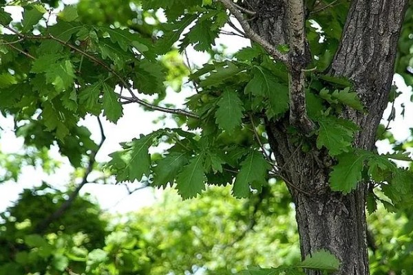 橡子的产地，基本分布于我国的鄂东山区