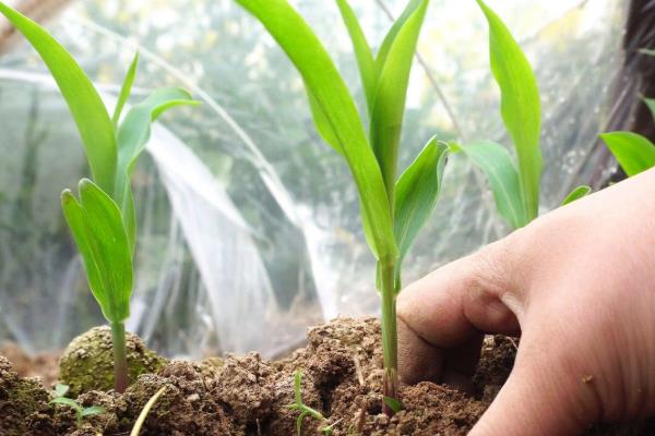 玉米的种植技术，长出3-4片叶子时要追施磷肥和钾肥