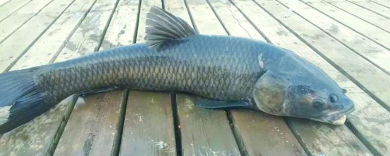 青鱼的外形特点，长度可达到145厘米左右