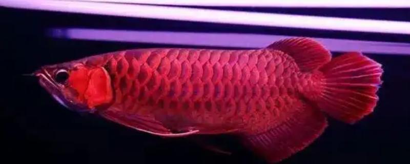 红龙鱼几个月没吃食的原因及处理方法，可能是水质改变所致