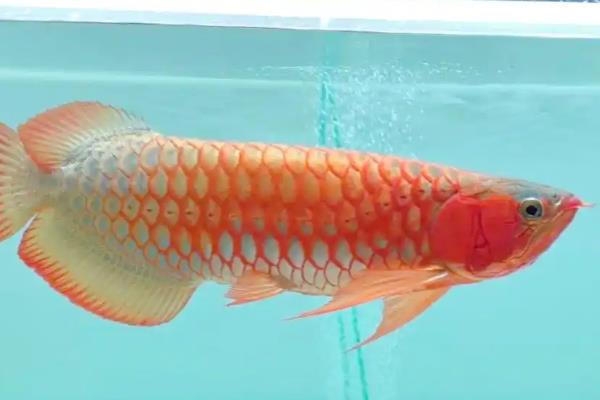 红龙鱼几个月没吃食的原因及处理方法，可能是水质改变所致