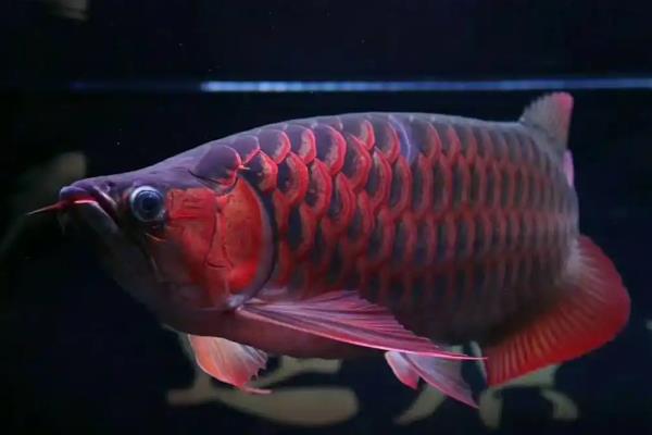 红龙鱼几个月没吃食的原因及处理方法，可能是水质改变所致