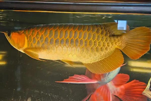 红龙鱼几个月没吃食的原因及处理方法，可能是水质改变所致