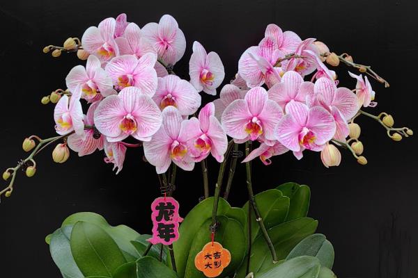 蝴蝶兰烂叶子如何处理,剪除烂叶并喷施代森锰锌