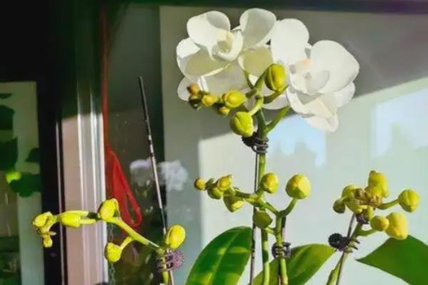 蝴蝶兰烂叶子如何处理,剪除烂叶并喷施代森锰锌