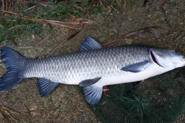 青鱼的外形特点，长度可达到145厘米左右