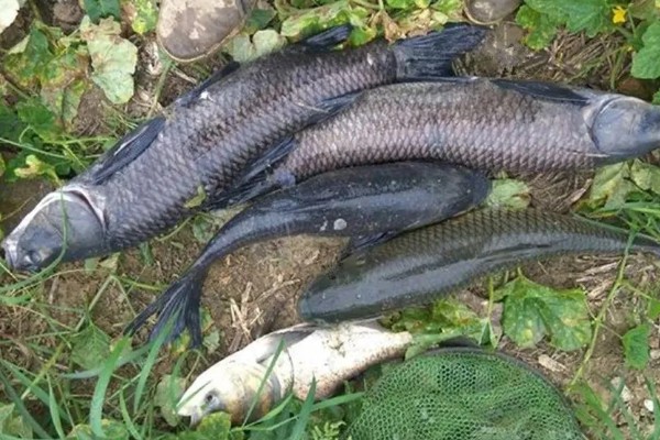 青鱼的外形特点，长度可达到145厘米左右