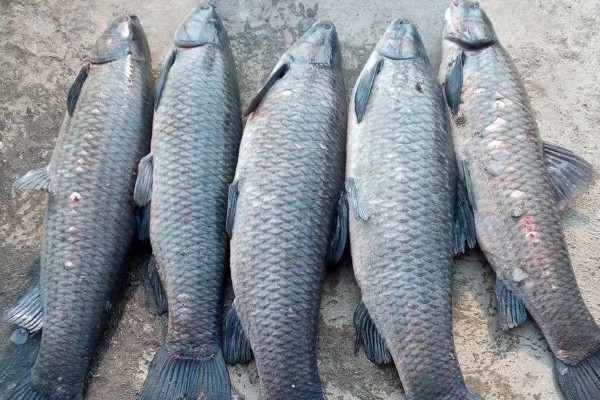 青鱼的外形特点，长度可达到145厘米左右