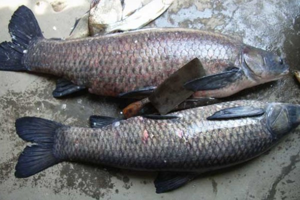 青鱼的外形特点，长度可达到145厘米左右