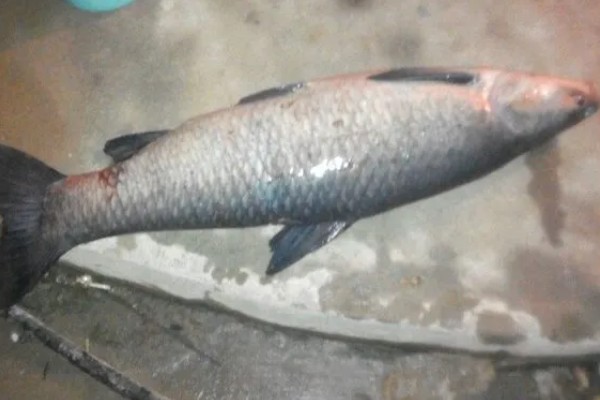 青鱼的外形特点，长度可达到145厘米左右