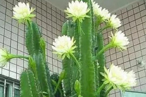 龙骨花如何养殖,注意不能浇水过多