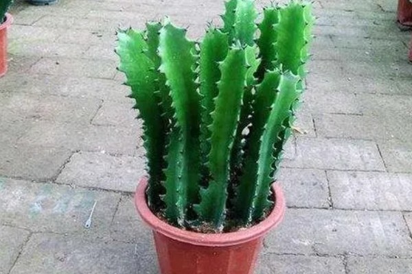 龙骨花如何养殖,注意不能浇水过多